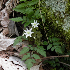 Rue Anemone